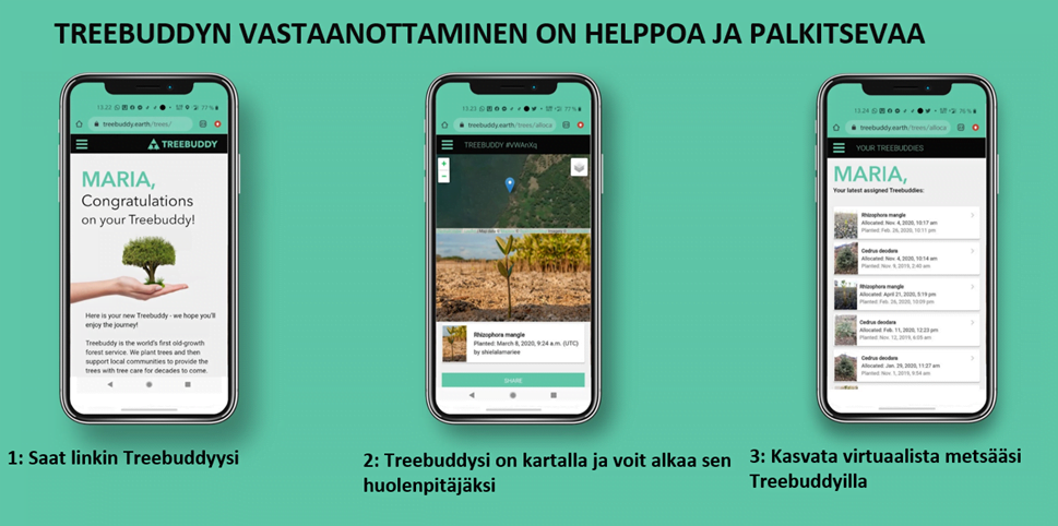 Treebuddy:n palvelu tiivistettynä kolmeen portaaseen.