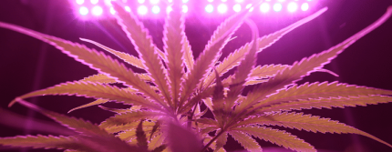 Kannabisosakkeet raketoivat ja romahtivat viikon sisällä