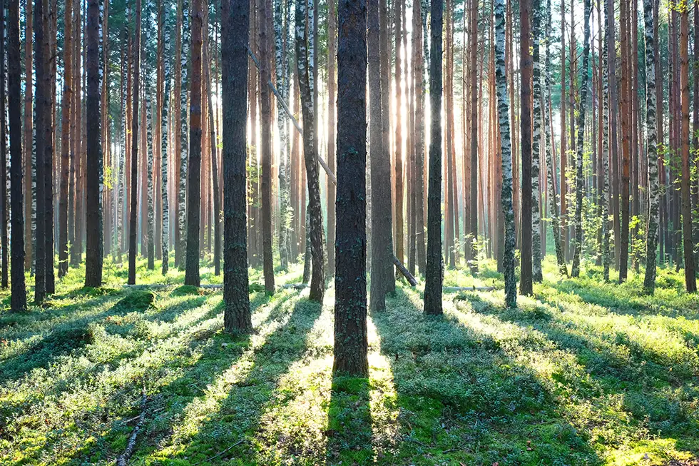 Metsä sijoituskohteena