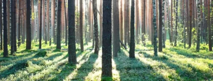 Katso video: Näin metsäsijoittaminen toimii käytännössä