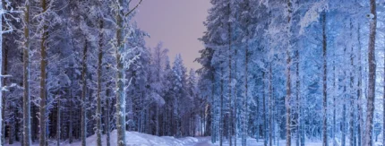 Parhaat osinko-osakkeet Pohjoismaista