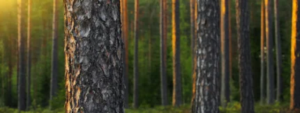 Vastuullinen sijoittaminen – miten löydän sijoituskohteet?