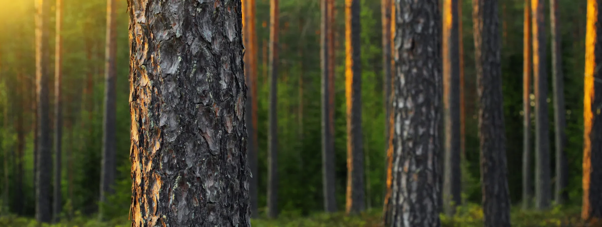 eettinen sijoittaminen